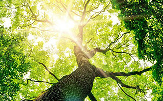 Samridhi Luxuriya Avenue Noida